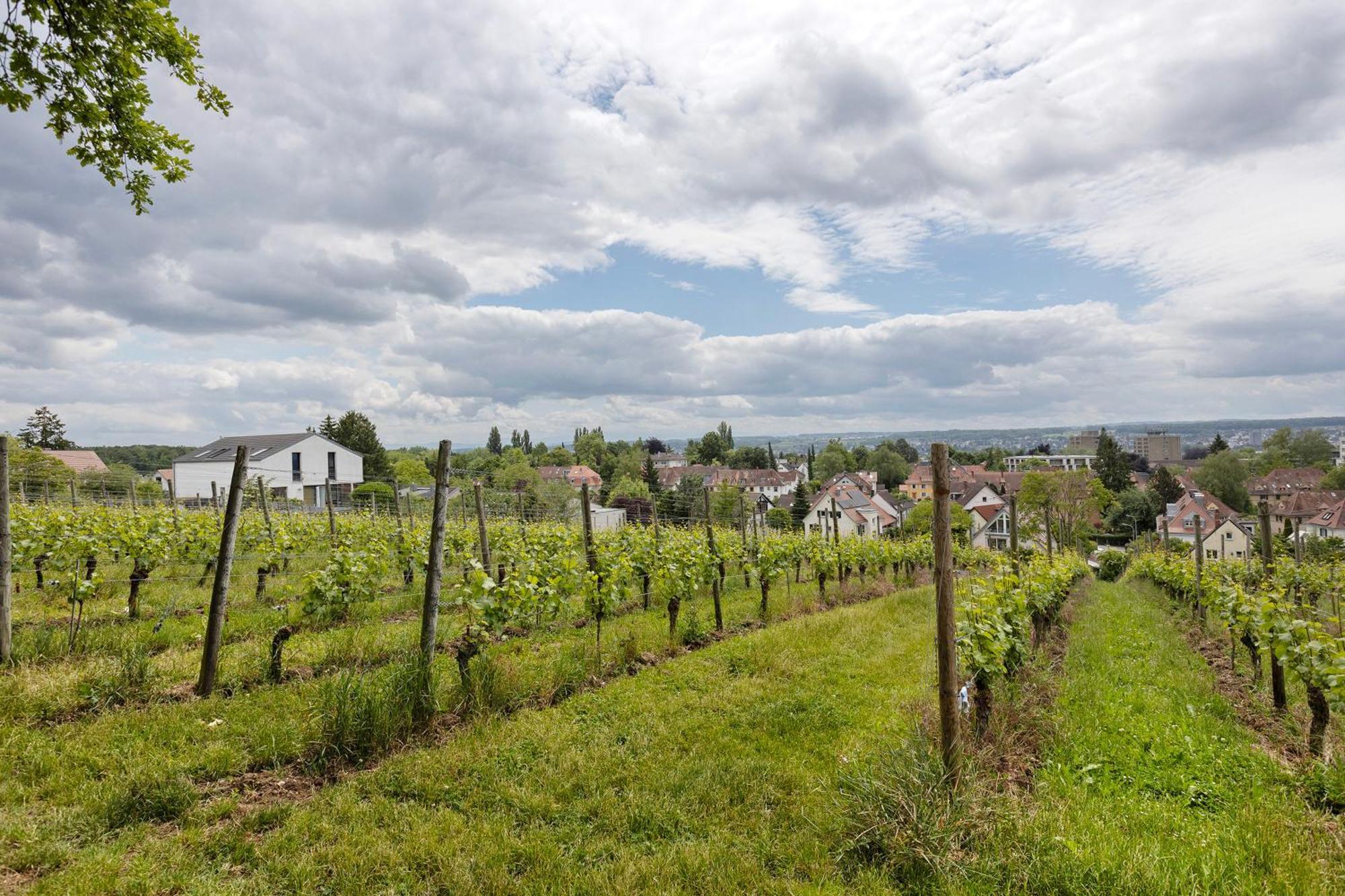 Rotes Haus Ueber Den Weinbergen Lägenhet Konstanz Exteriör bild